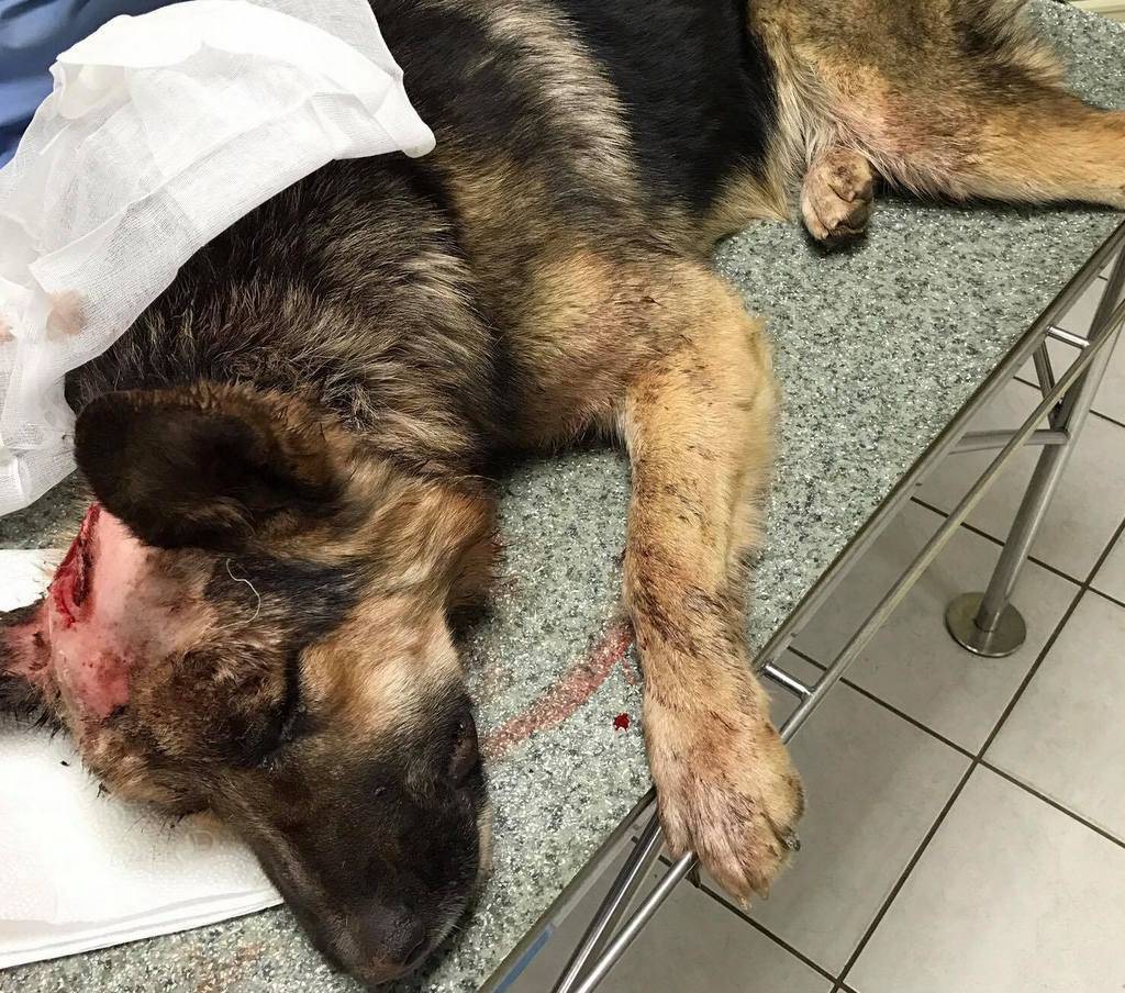 Strava kod Čakovca: Žena (70) je sjekirom pokušala ubiti psa