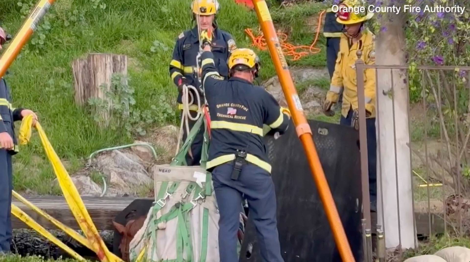 Horse rescued from trench by team of firefighters and veterinarian staff