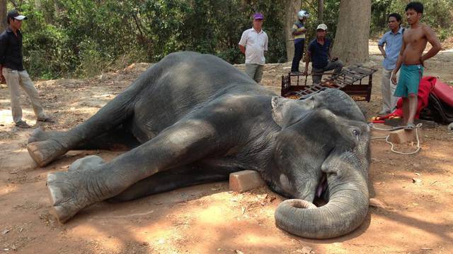 Srce nije izdržalo: Tužna smrt slonice nakon života u patnji
