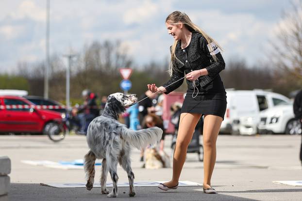 Zaprešić: Ispred Wesgatea održana međunarodna izložba pasa