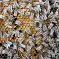 Dresirane pčele prvi put našle eksploziv, i to u Hrvatskoj
