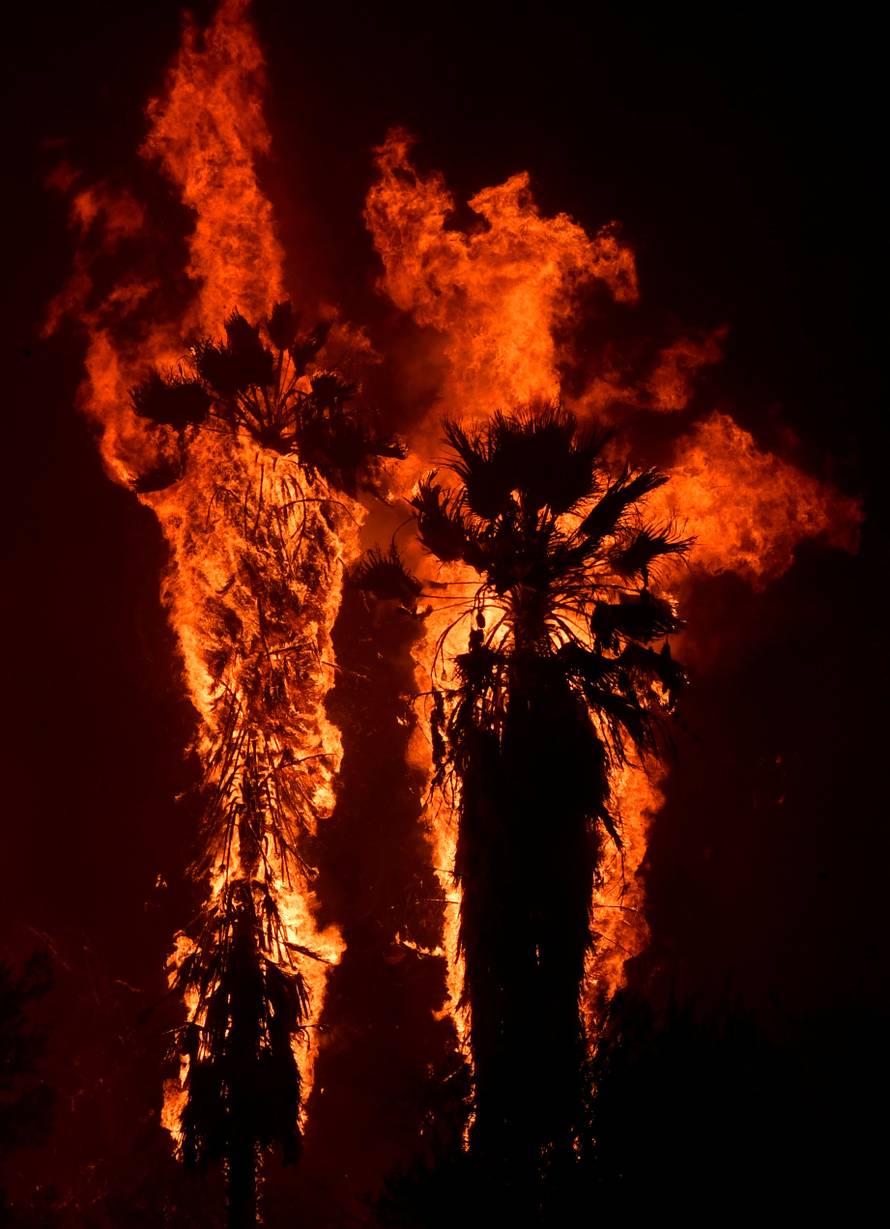 Palm trees explode into flames from a wind-driven wildfire called the Saddle Ridge fire in the early morning hours Friday in Porter Ranch