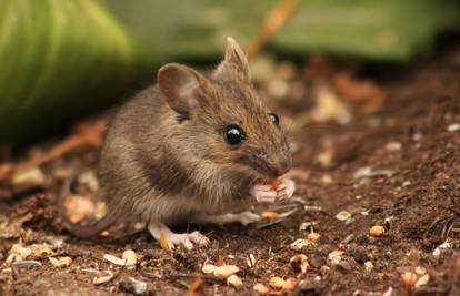 Mišjom groznicom će se do jeseni zaraziti  više od 150 ljudi  