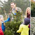 Kako izabrati savršeno božićno drvce? Ova 4 su najpopularnija
