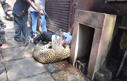 Zalutali leopard izazvao kaos: Izgrebao i ugrizao šestero ljudi
