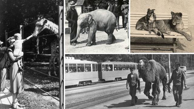 Tajne ZOO-a u Maksimiru: Našli 3 sove i otvorili vrt, selili se i na Jelačić plac. Uskoro stižu žirafe!