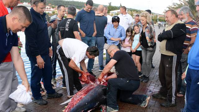 U plićak došla tuna od 230 kg: 'Svašta sam prošao, ali ovo...'