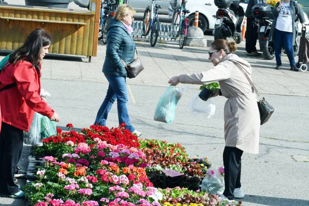 Sisak: Subotnja ponuda cvijećana tržnici