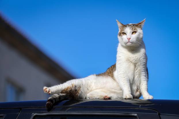 Zadar: Mace uživaju u sunčanom danu