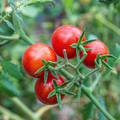Velika crvena prevara: Otkrili su zašto rajčice više nemaju 'okus'