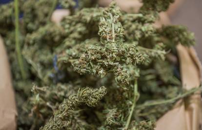 Dubrava: Pronašli improviziran laboratorij za uzgoj marihuane