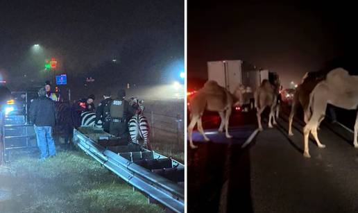 VIDEO Cirkus na autocesti! Ali doslovno... Zebre, deve i konja spasila policija nakon požara