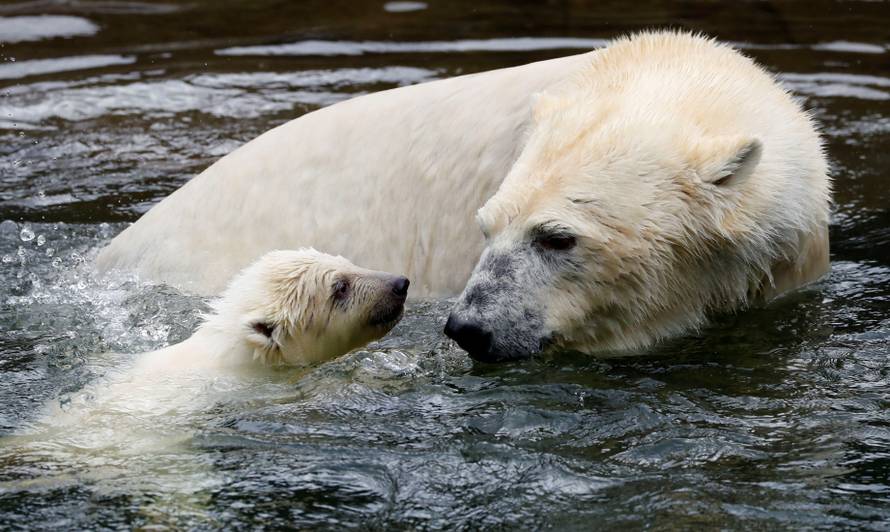 A female polar bear cub is seen together with 9 year-old mother Tonja during her first official presentation for the media at Tierpark Berlin zoo in Berlin