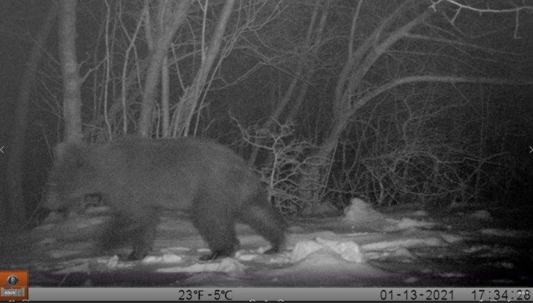 Medvjedi snimljeni u šetnji od Velebita do Gorskog kotara
