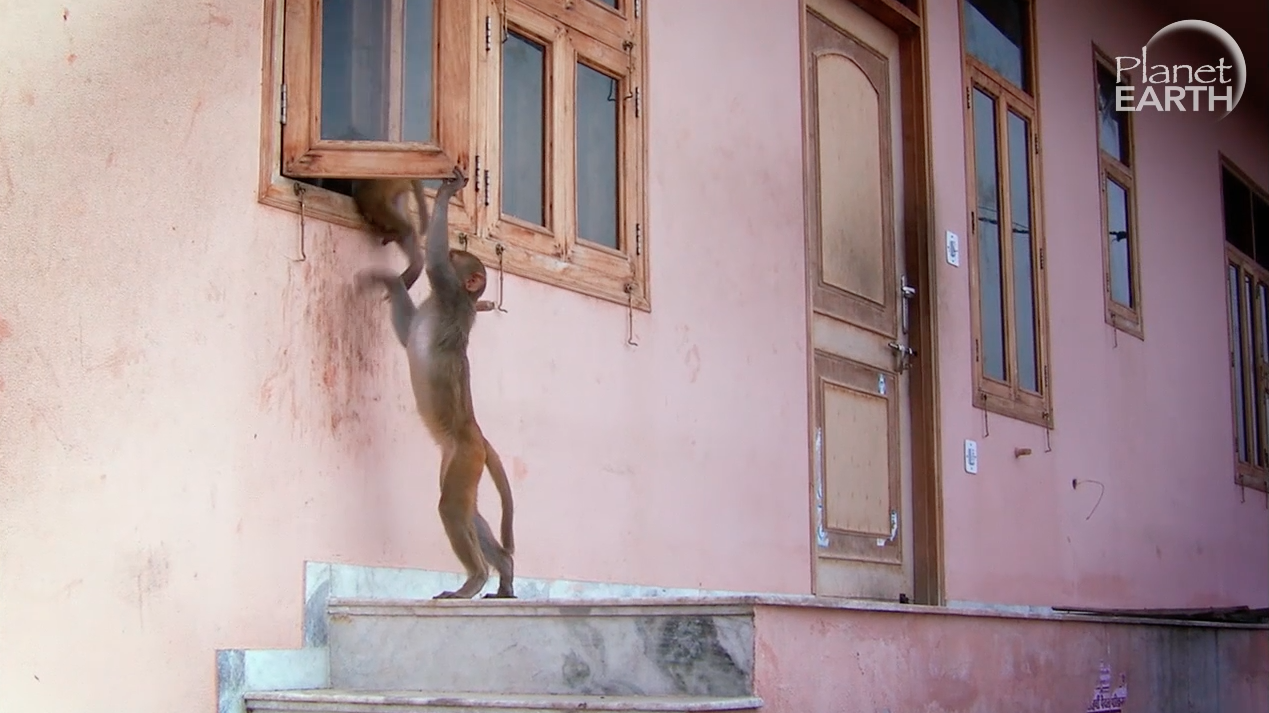 Šok u Indiji: Majmuni su upali u obiteljsku kuću i pokrali hranu