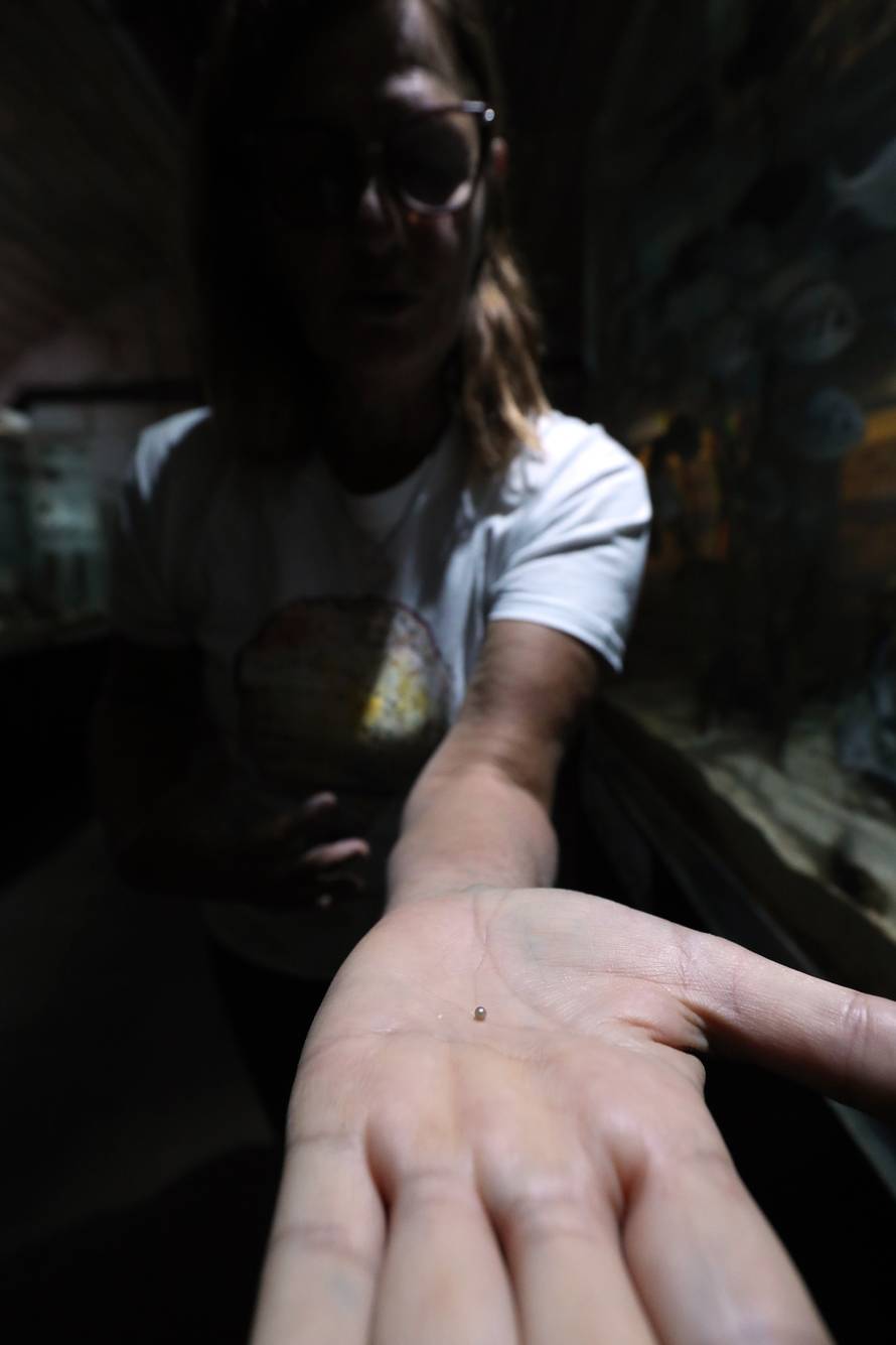 24sata Pula: Aquarium na dar dobio biser iz periske