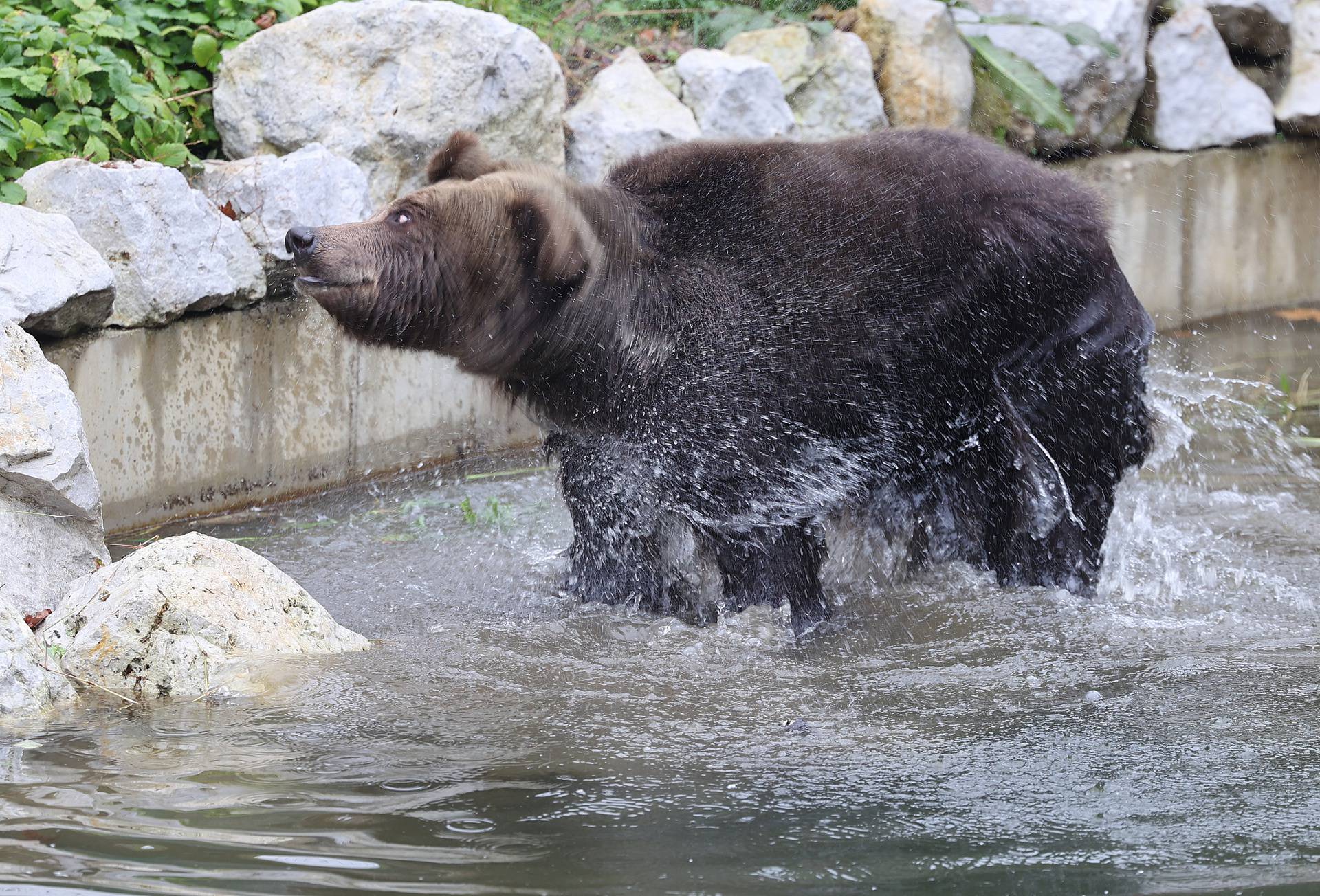 Zagrebački zoološki vrt dobio nove stanovnike, medvjediće Alberta i Kvetu