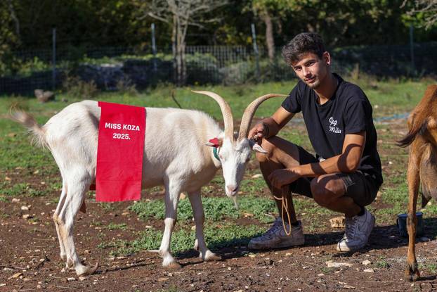 Vodnjan: Za Naj kozu 2025. godine izabrana je koza Jelena, vlasnika Mattea Muškovića 
