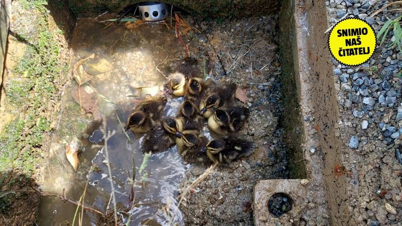 KVA KVAko su ovo uspjeli? Pačići upali u kanalizaciju u Sisku, majka ih dozivala. 'Vraćeni su'