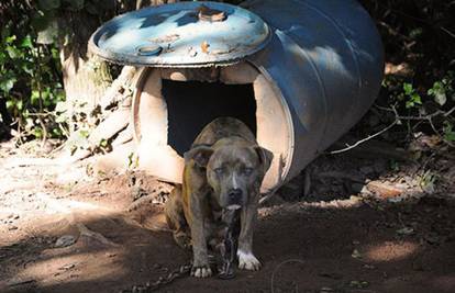 SAD: Pit bull braneći teritorij ubio 6 godina starog dječaka