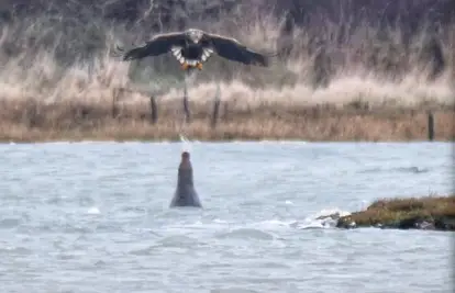 Prvi put u povijesti snimili su ovakvu fotku: Tuljan bizarnom taktikom tjera orla od ribica