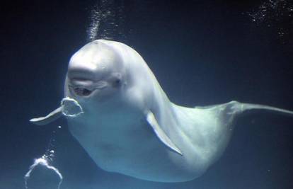 Beluga kitove naučili raditi okrugle mjehuriće zraka