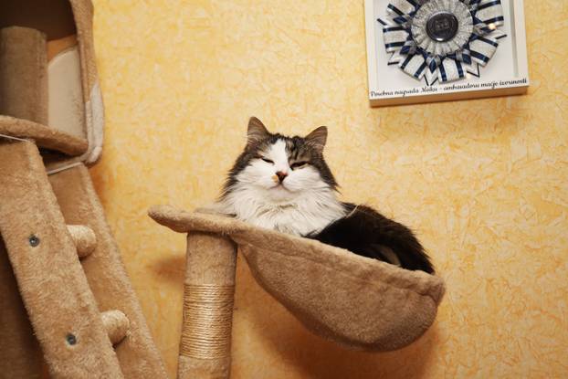 Miško ostaje prvi mačak Grada Rijeke i tijekom mandata Ive Rinčić