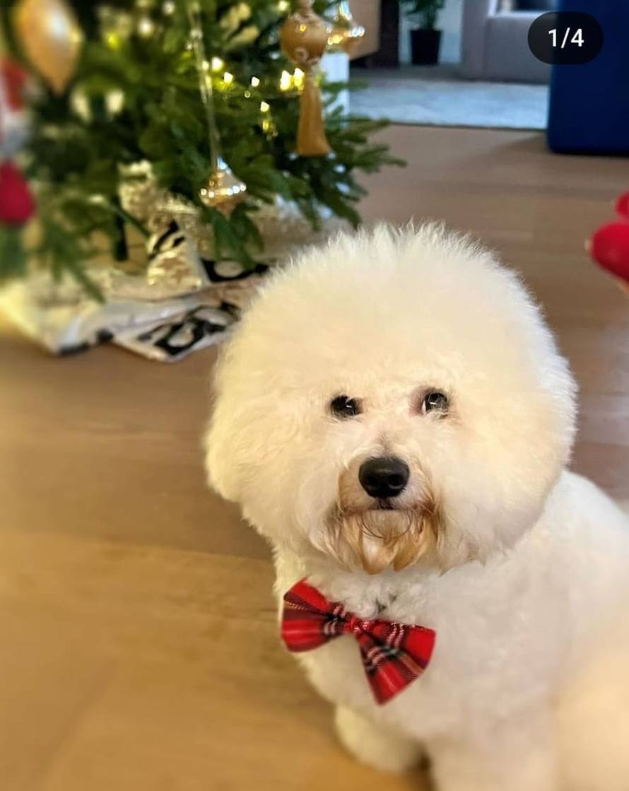 Zvijezde svake godine ukrase domove, ali i ljubimce! Na njima su lampice, tople veste, ukrasi