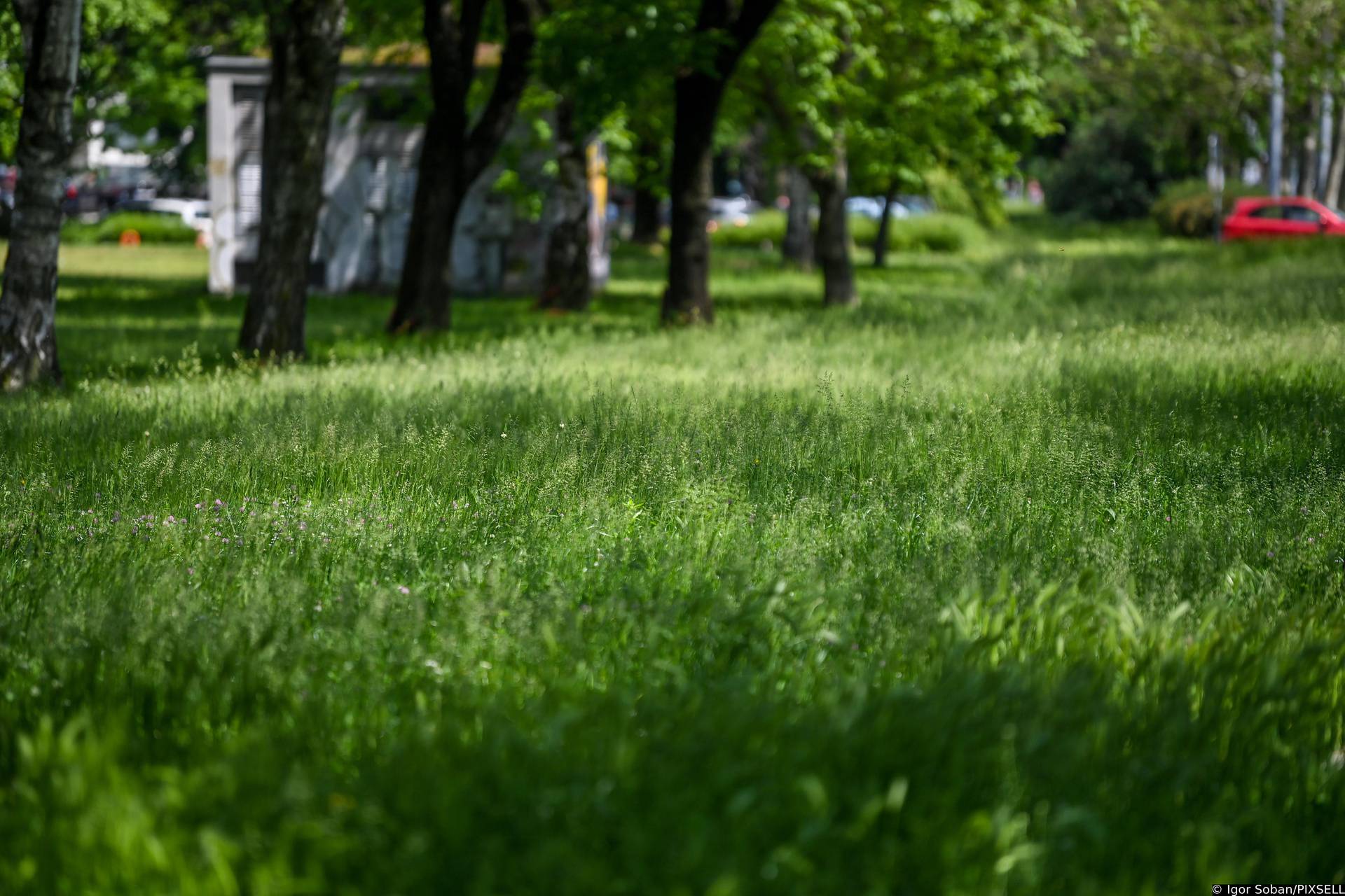 Zagreb: Nepokošena trava u Ulici grada Vukovara koja raste zbog velike količine kiše u proteklom razdoblju