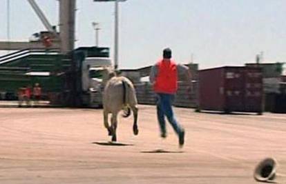 Australija: Krave 3 km bježale po prometnicama