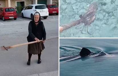 Nevjerojatna snimka iz Tisnog: Baka ostima lovila hobotnicu, a iza nje viri peraja morskog psa