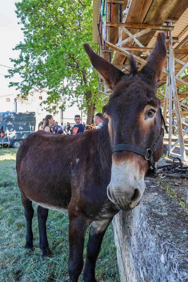 Pula: Održana je tradicionalna 55. Trka na tovari