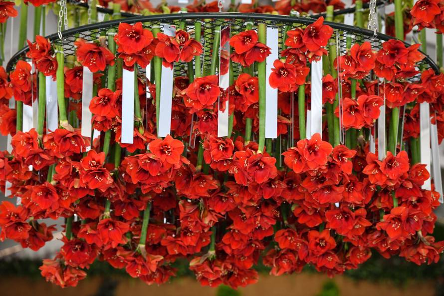 Floraart: Sadnice cvijeća od 2 kune, a za 25 mini vrt u posudi