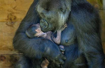 Baby boom rijetkih gorila u Ugandi: To je rijetko, blagoslov!