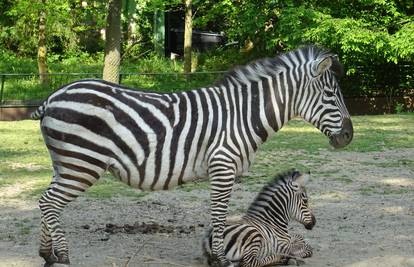 Zagrebački Zoo veći za člana: Zebra Sabina okotila mladunče