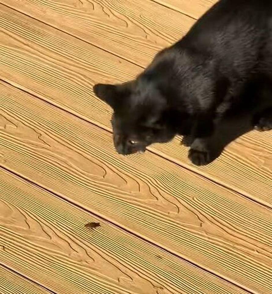 Amerikanac koji uređuje kuću u Zagorju u problemima: 'Oni su doslovno posvuda, usmrde sve'