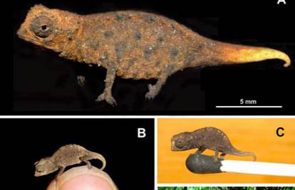Otkrili mini kameleone: Nove vrste velike su baš kao i muhe