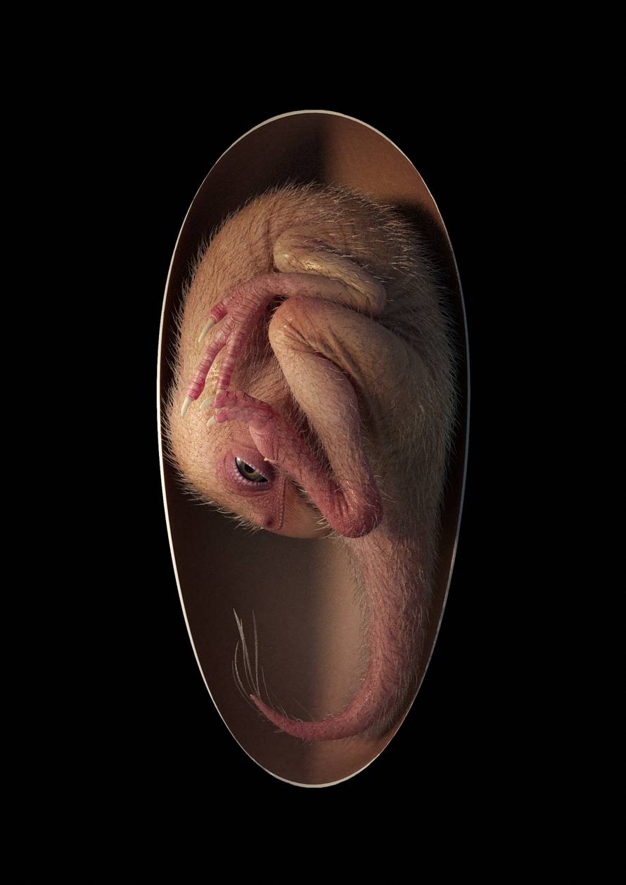 Dinosaur embryo discovered inside fossilised egg