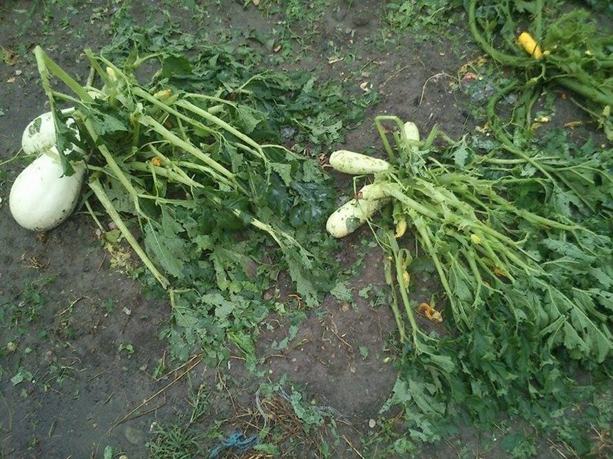 Nevrijeme rušilo stabla, nosilo krovove, kiša poplavila ulice