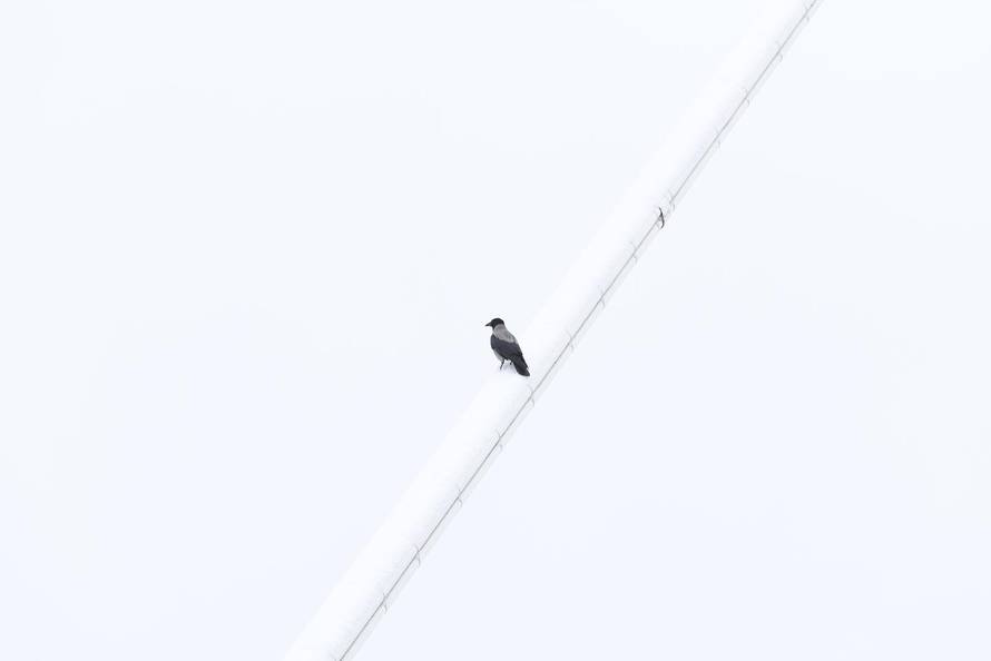 Snježni pokrivač je zabijelio je Osijek