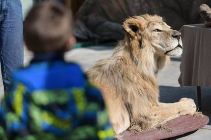 Egzotični vikend u Zoološkom vrtu u Zagrebu: Upoznajte raznoliki životinjski svijet Afrike
