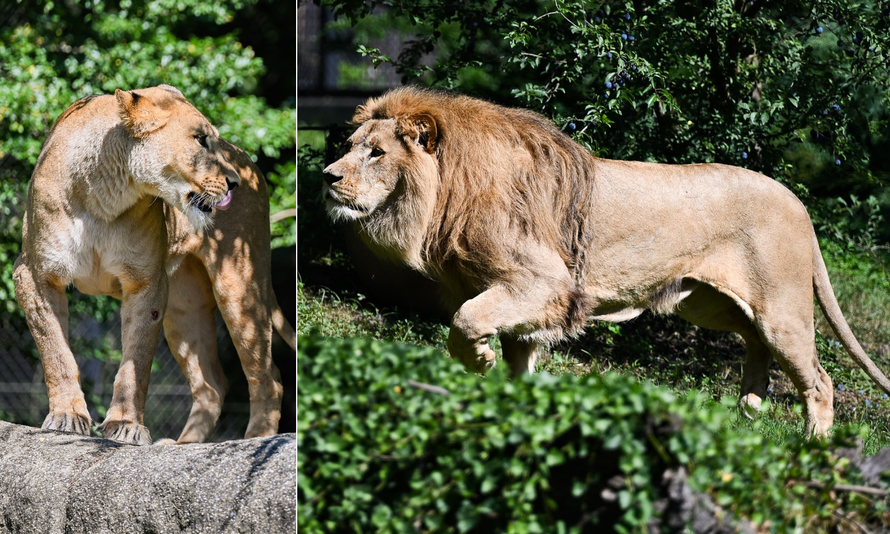 UŽAS U ZOO-U ZAGREB Lav pred posjetiteljima usmrtio lavicu Tayri: 'Sve se odvilo u trenutku'