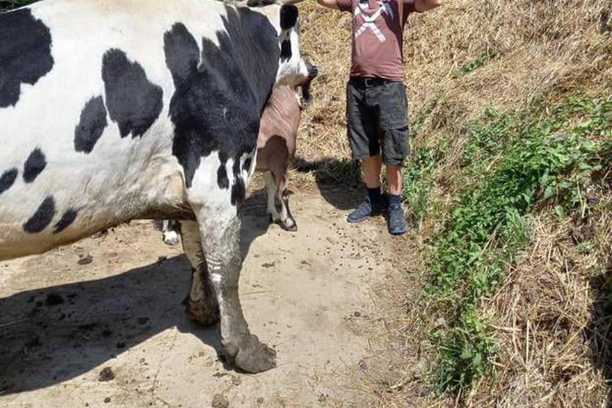 Imanje u Vrbovcu za spašene životinje