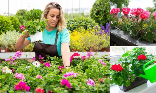 Uzgoj pelargonije: Evo kako ih treba rotirati za dovoljno svjetla