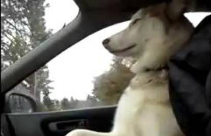 'Neiskusan vozač': Pas upalio automobil te izazvao sudar