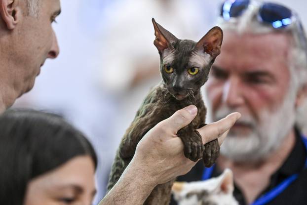Zagreb: Međunarodna izložba mačaka WCF Cat Olimpia 2025