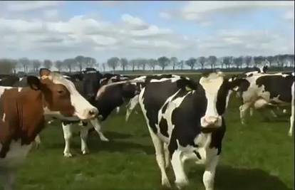 Kravlji ples: Ovakve krave ne viđaju se svaki dan!Pogledajte