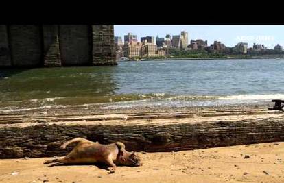 Na obali Manhattana našla leš zasad nepoznatog 'čudovišta'