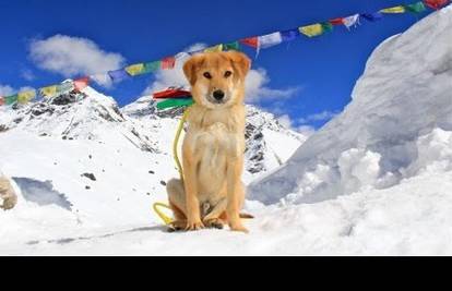 Upoznajte Rupeeja, prvog psa koji je 'osvojio' Mount Everest