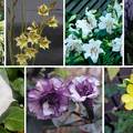 7 vrsta cvijeća koje cvjeta samo noću: Zamislite imati ih u vrtu